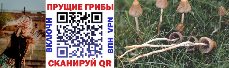 KRAKEN зеркало  Казань  Псилоцибиновые грибы Cubensis 